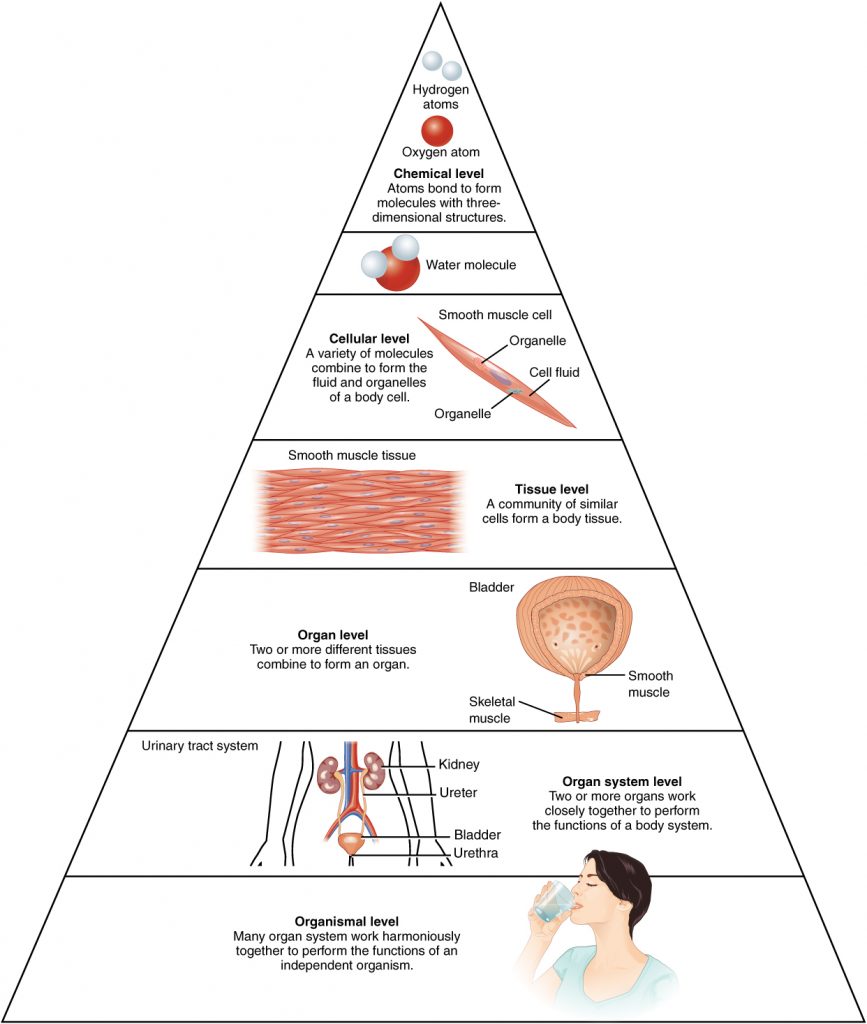 Levels of Structural Organization of the Human Body