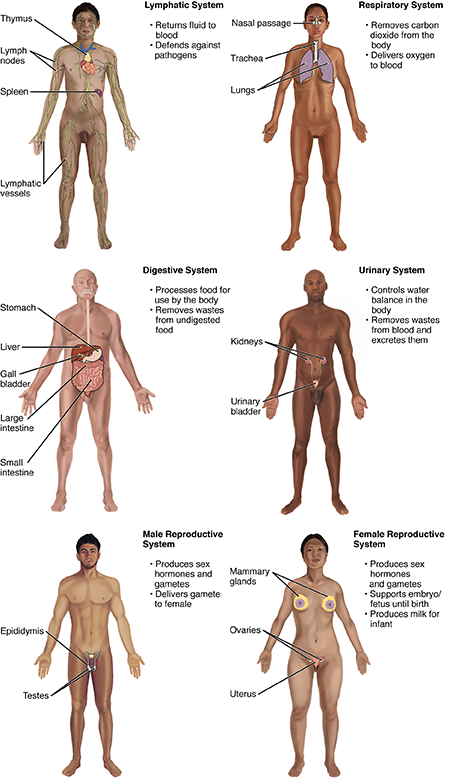 Organ Systems of the Human Body