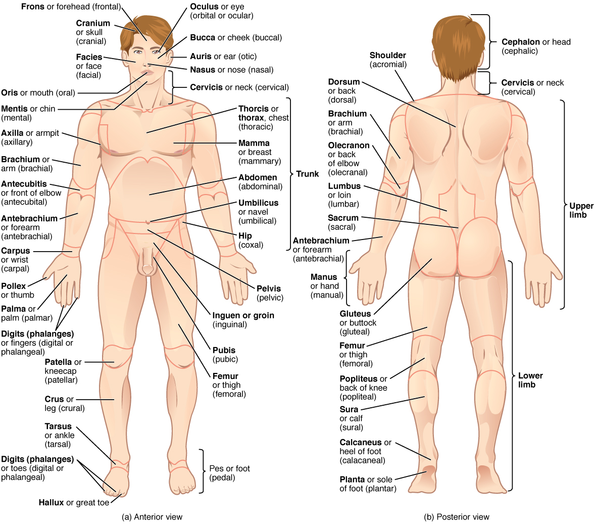 Regions of the Human Body