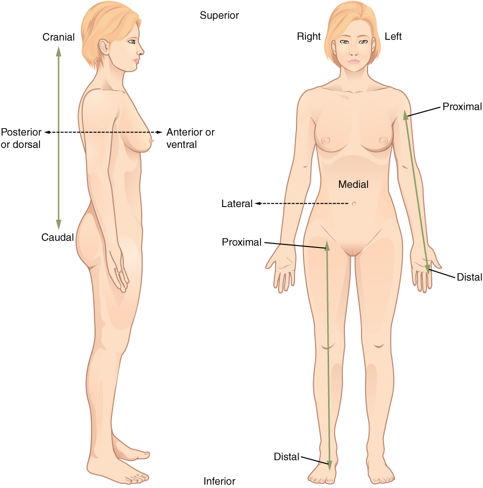 Directional Terms Applied to the Human Body