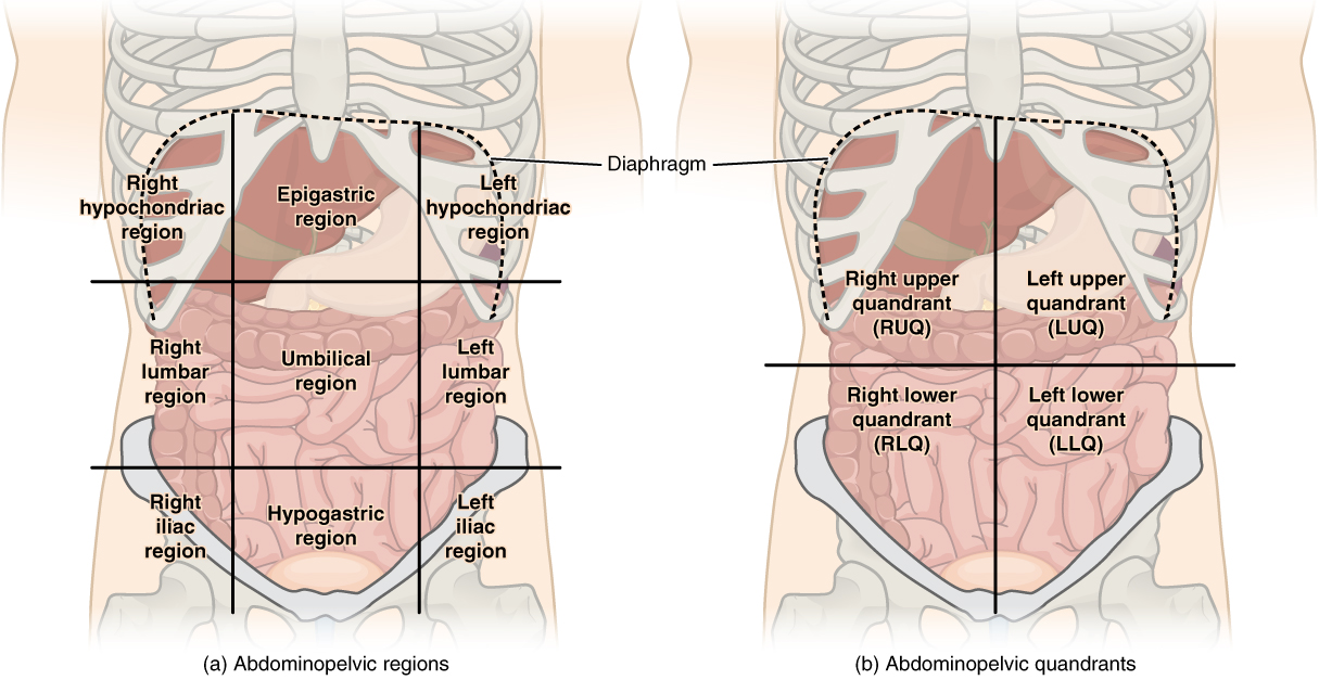 Regions and Quadrants of the Peritoneal Cavity