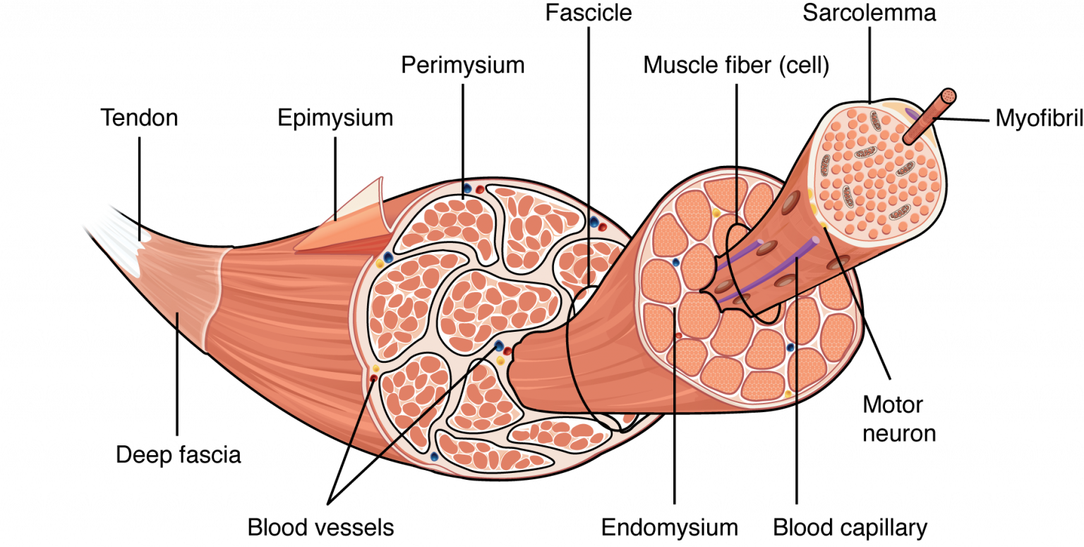 The Three Connective Tissue Layers