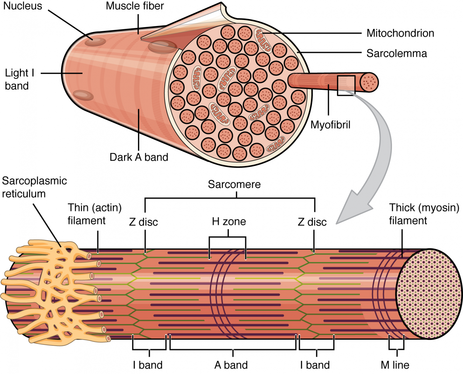 Muscle Fiber