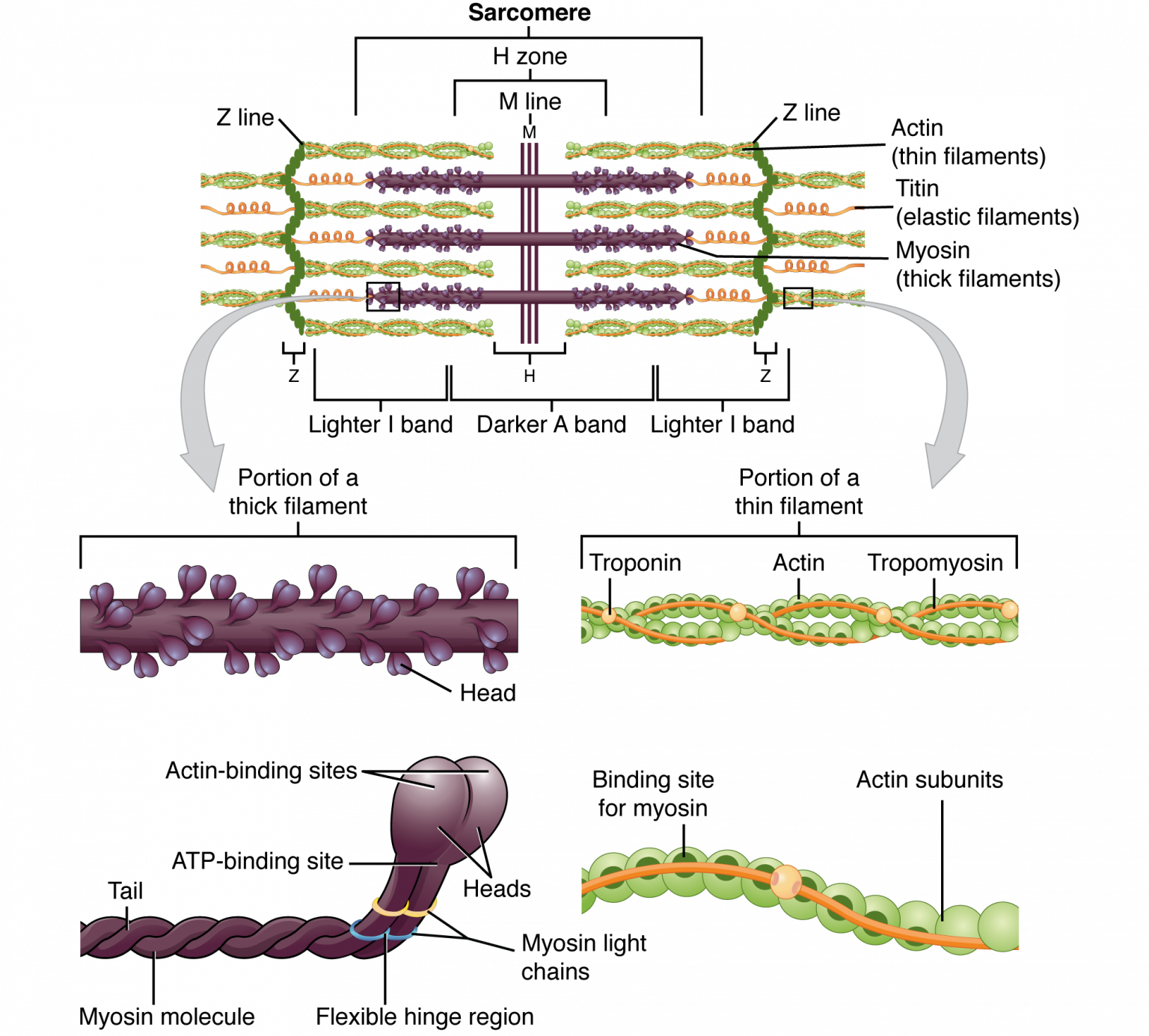 The Sarcomere
