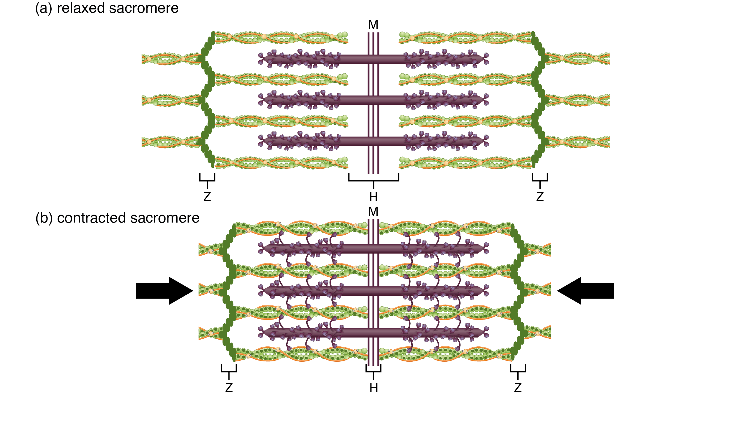 The Sliding Filament Model of Muscle Contraction