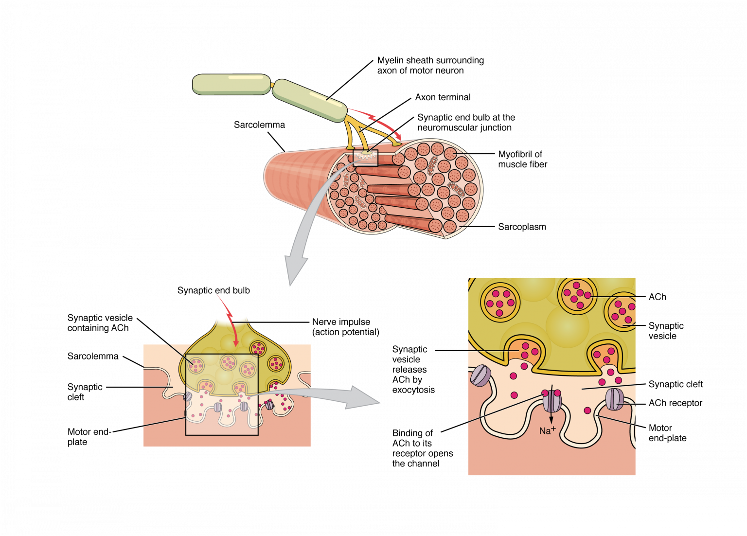 Motor End-Plate and Innervation