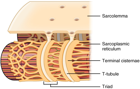 The T-tubule