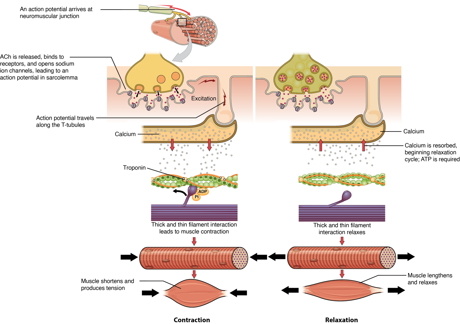 Relaxation of a Muscle Fiber