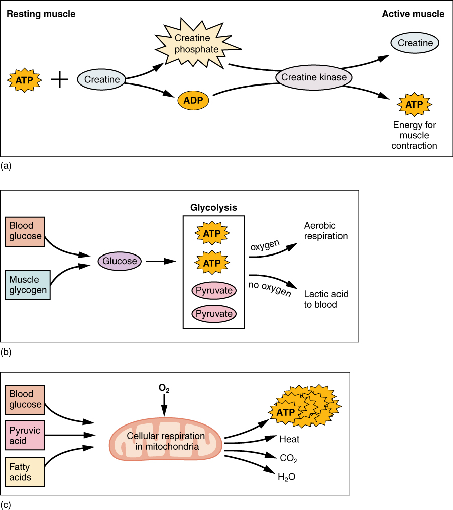 Muscle Metabolism