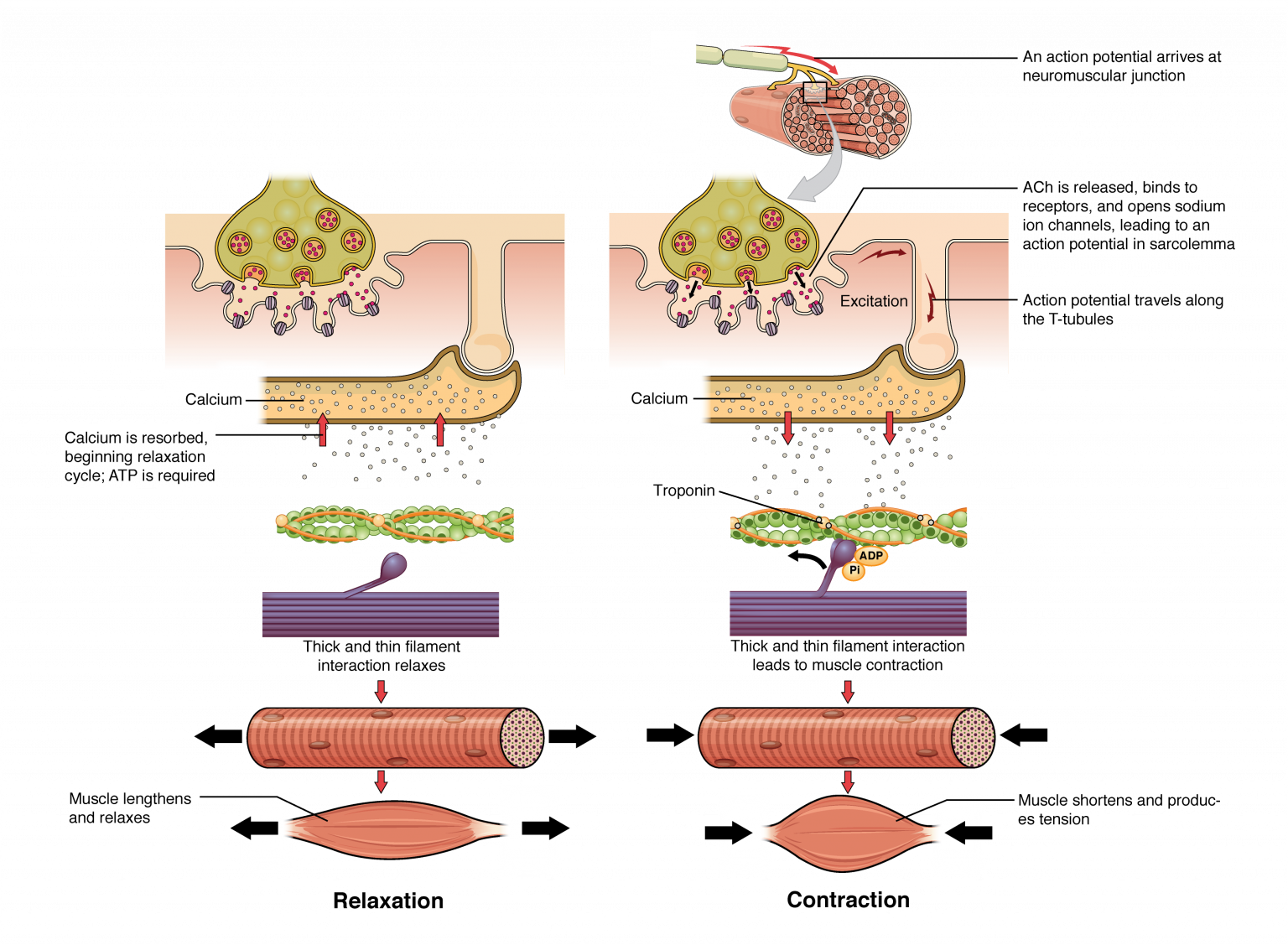Muscle Contraction & Relaxation
