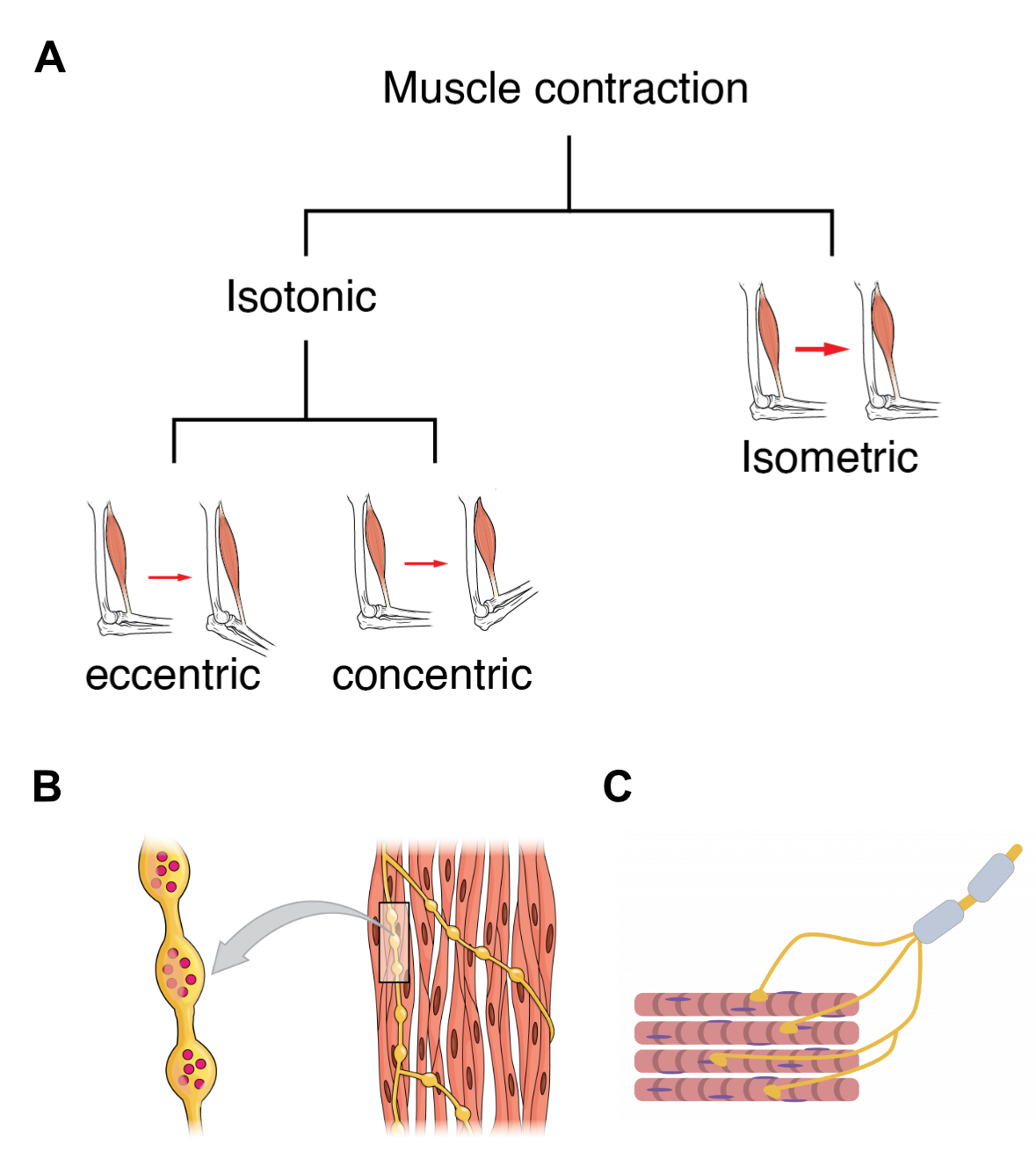 Types of Muscle Contractions