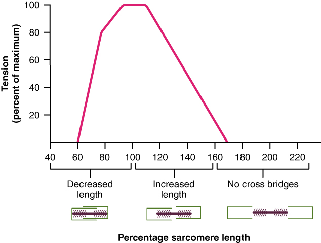 The Ideal Length of a Sarcomere