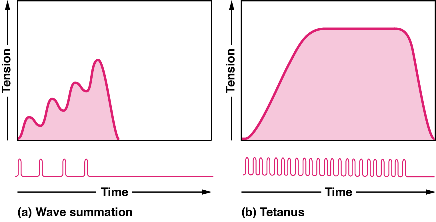 Wave Summation and Tetanus