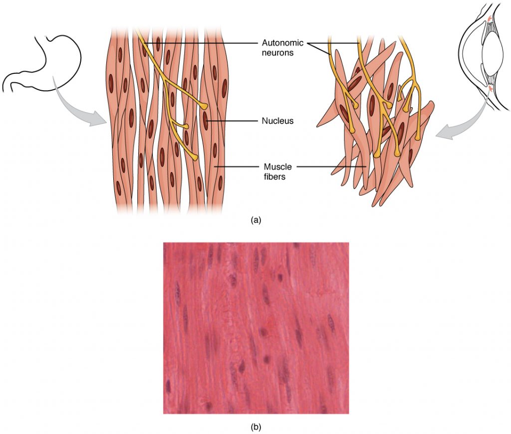 Smooth Muscle Tissue