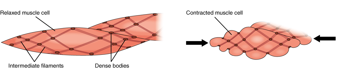 Muscle Contraction