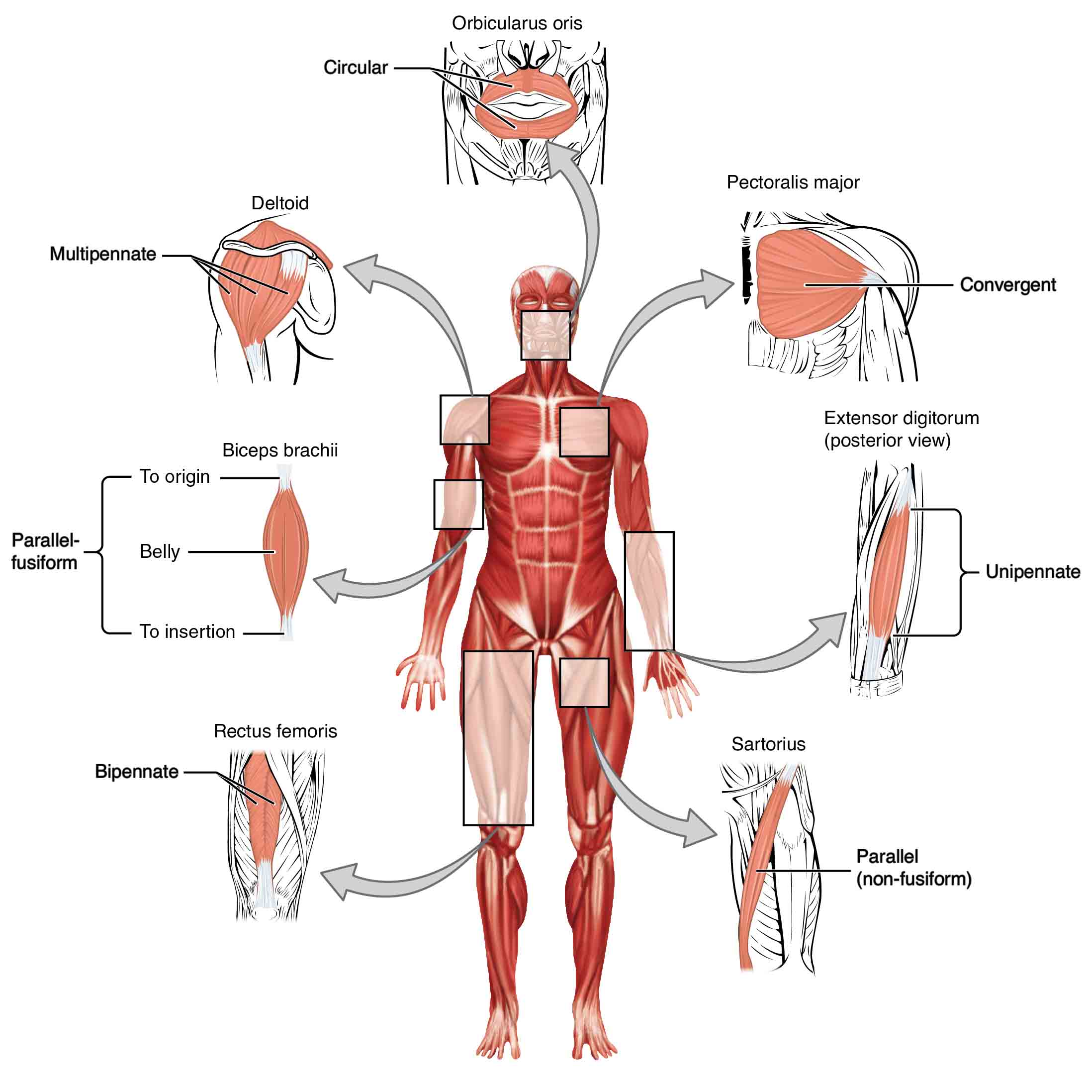Muscle Shapes and Fiber Alignment