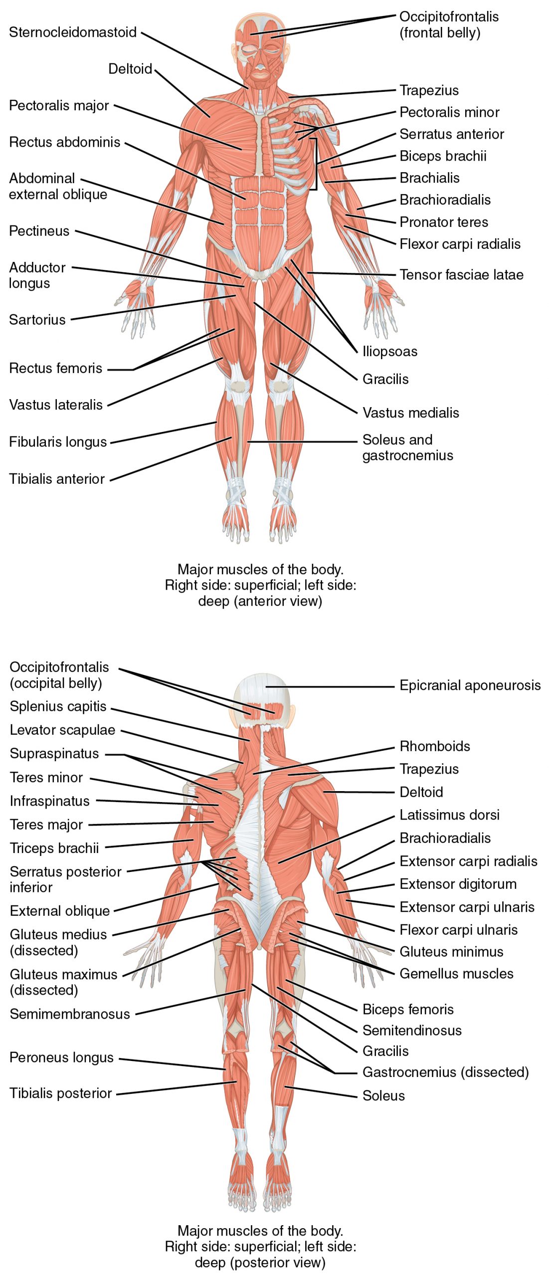 Overview of the Muscular System