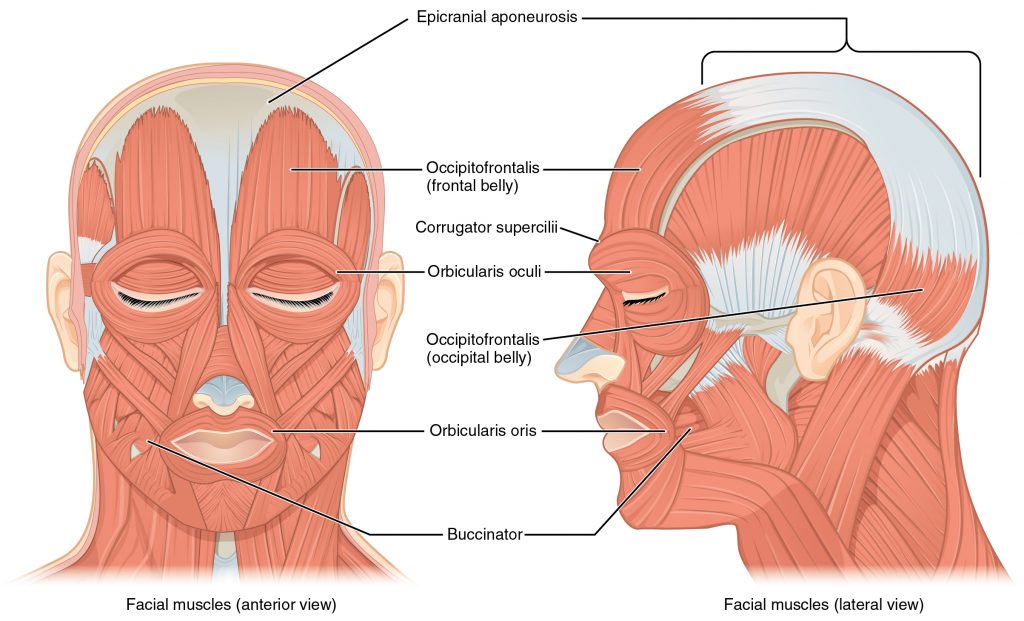 Muscles of Facial Expression
