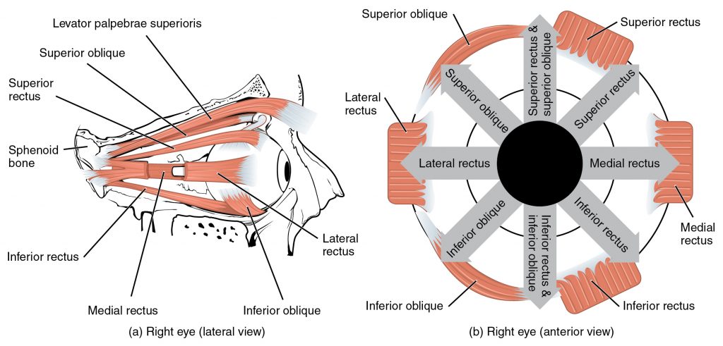 Muscles of the Eyes