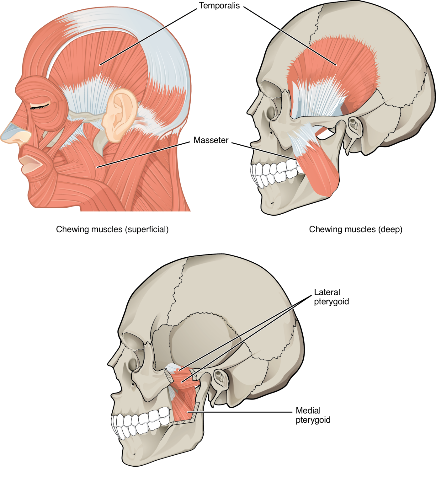 Muscles That Move the Lower Jaw