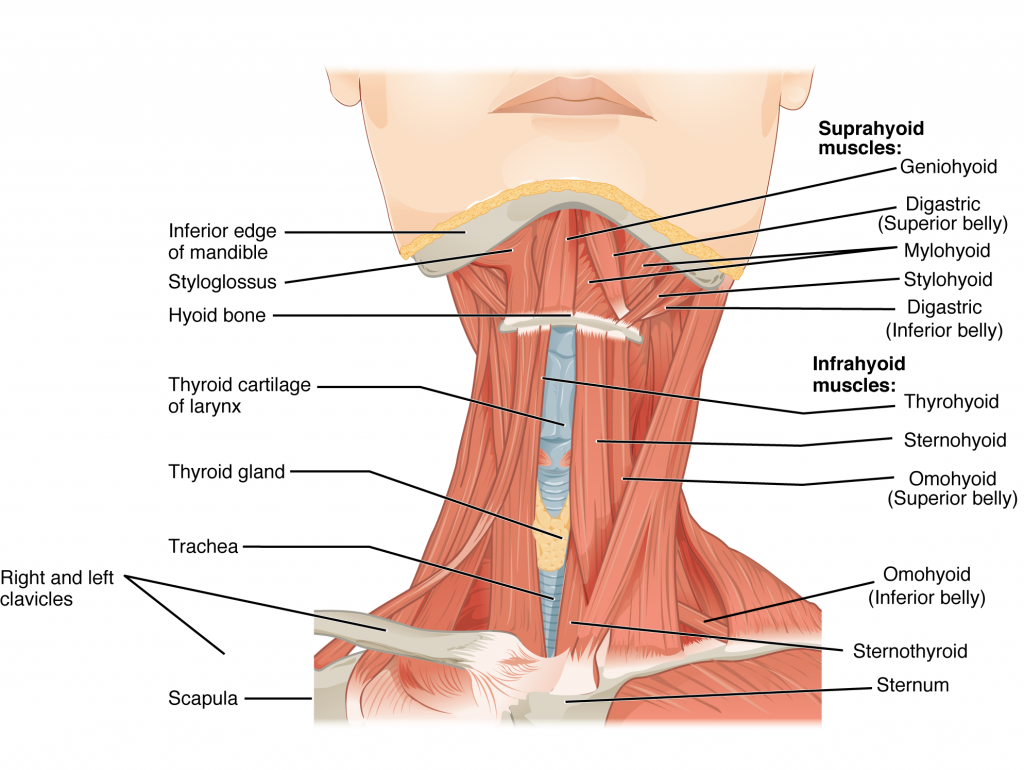 Muscles of the Anterior Neck