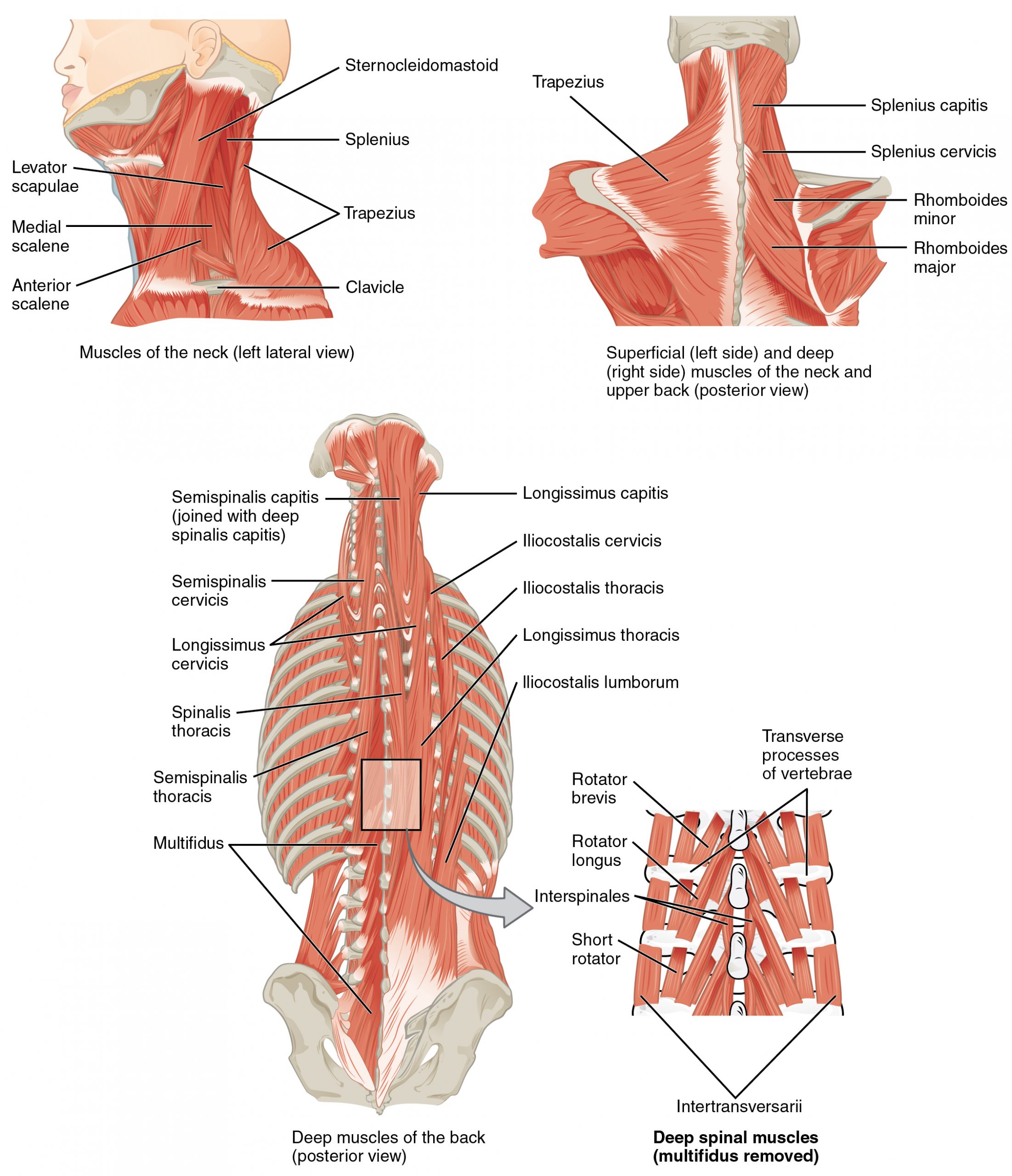 Muscles of the Neck and Back