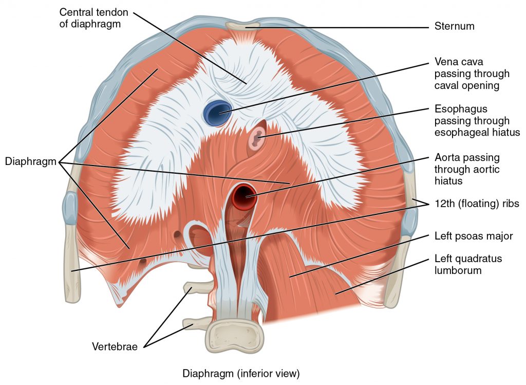 Muscles of the Diaphragm
