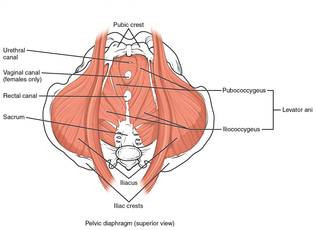 Muscles of the Pelvic Floor