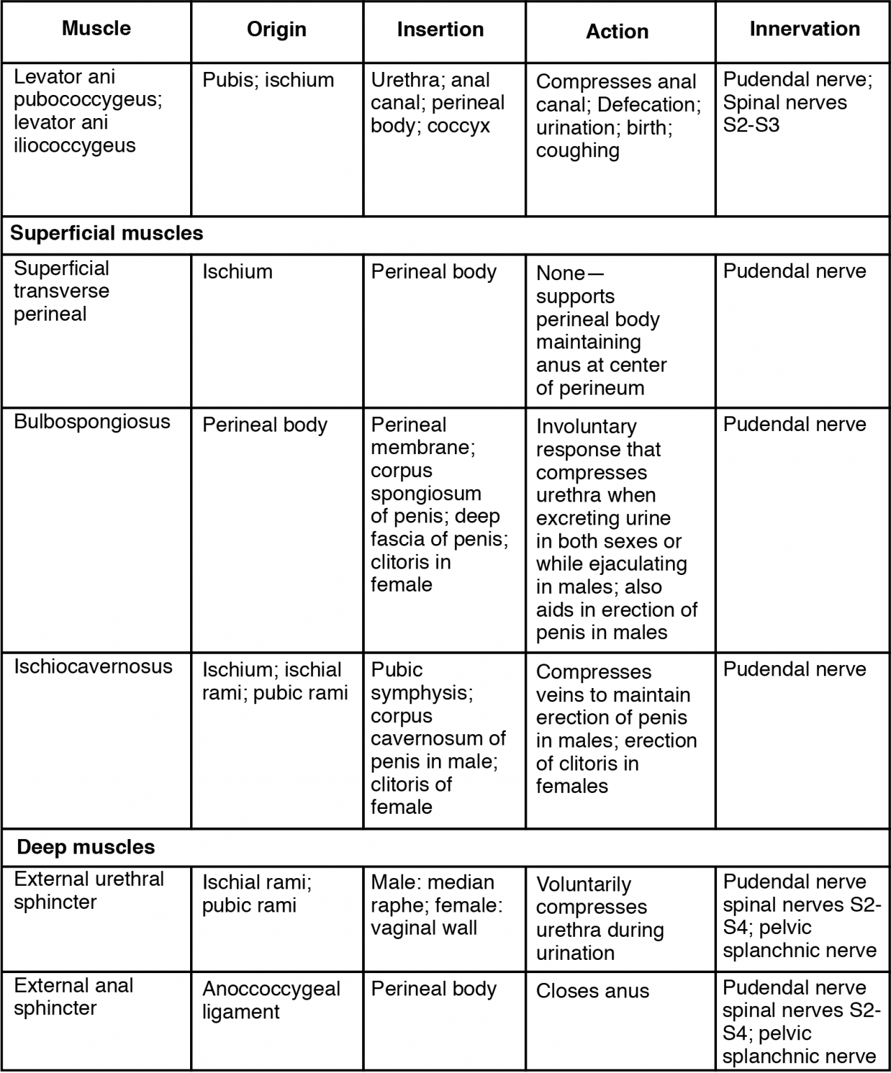 Muscles of the Perineum Common to Men and Women