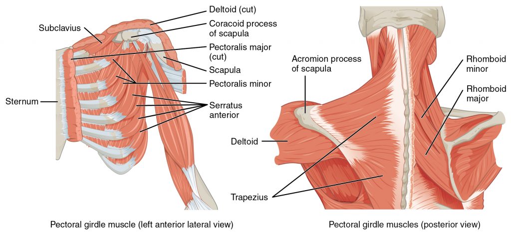 Muscles That Position the Pectoral Girdle