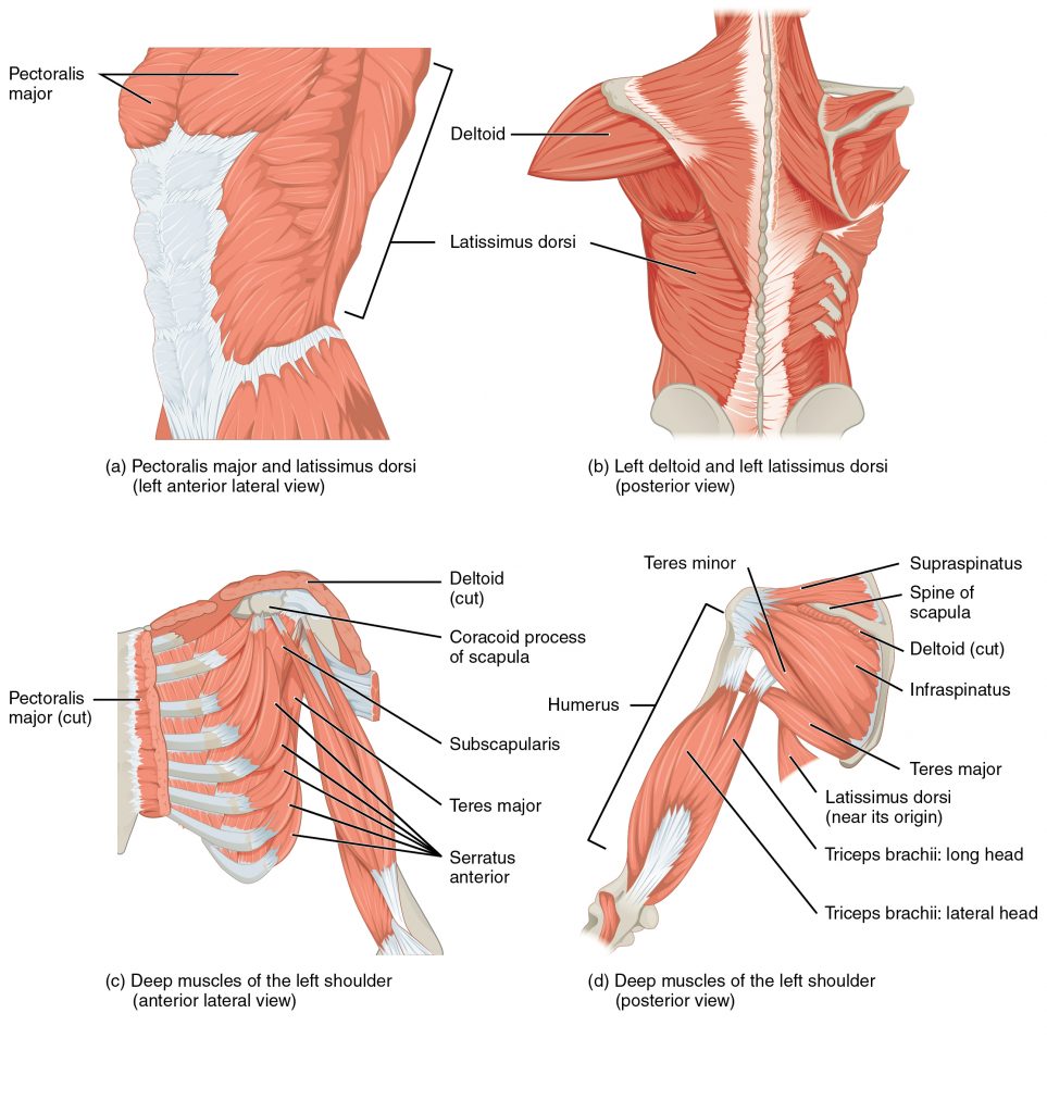 Muscles That Move the Humerus