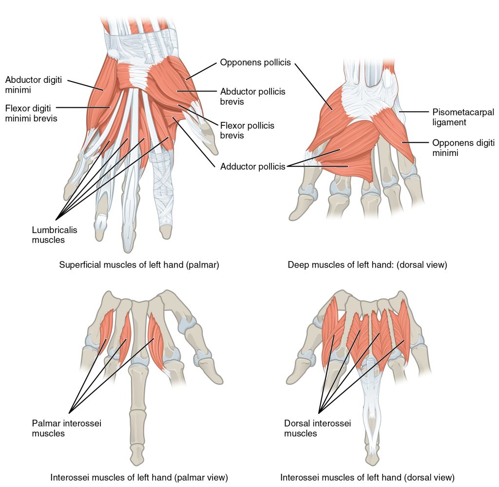 Intrinsic Muscles of the Hand