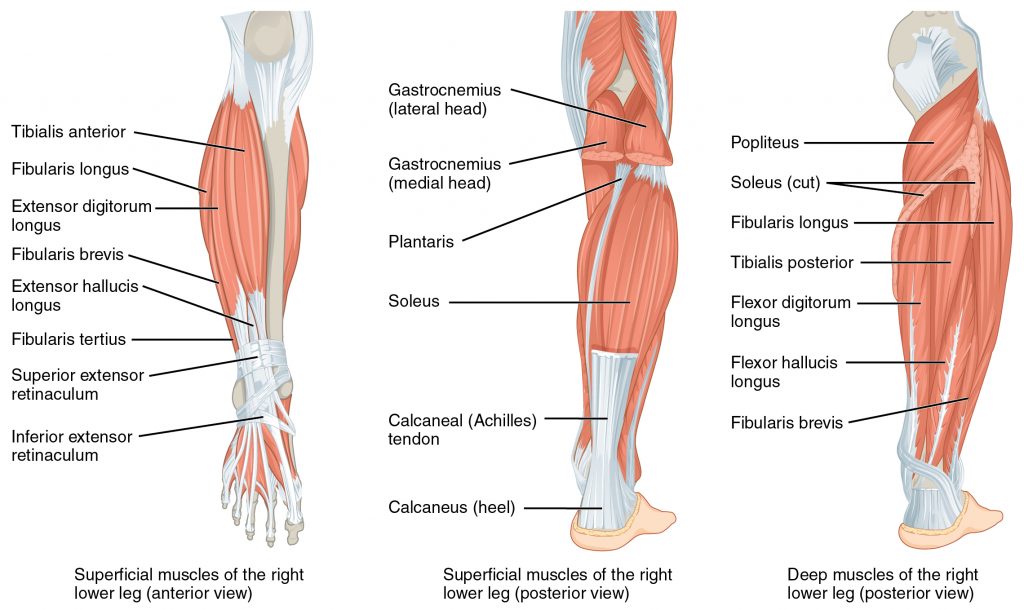 Muscles of the Lower Leg