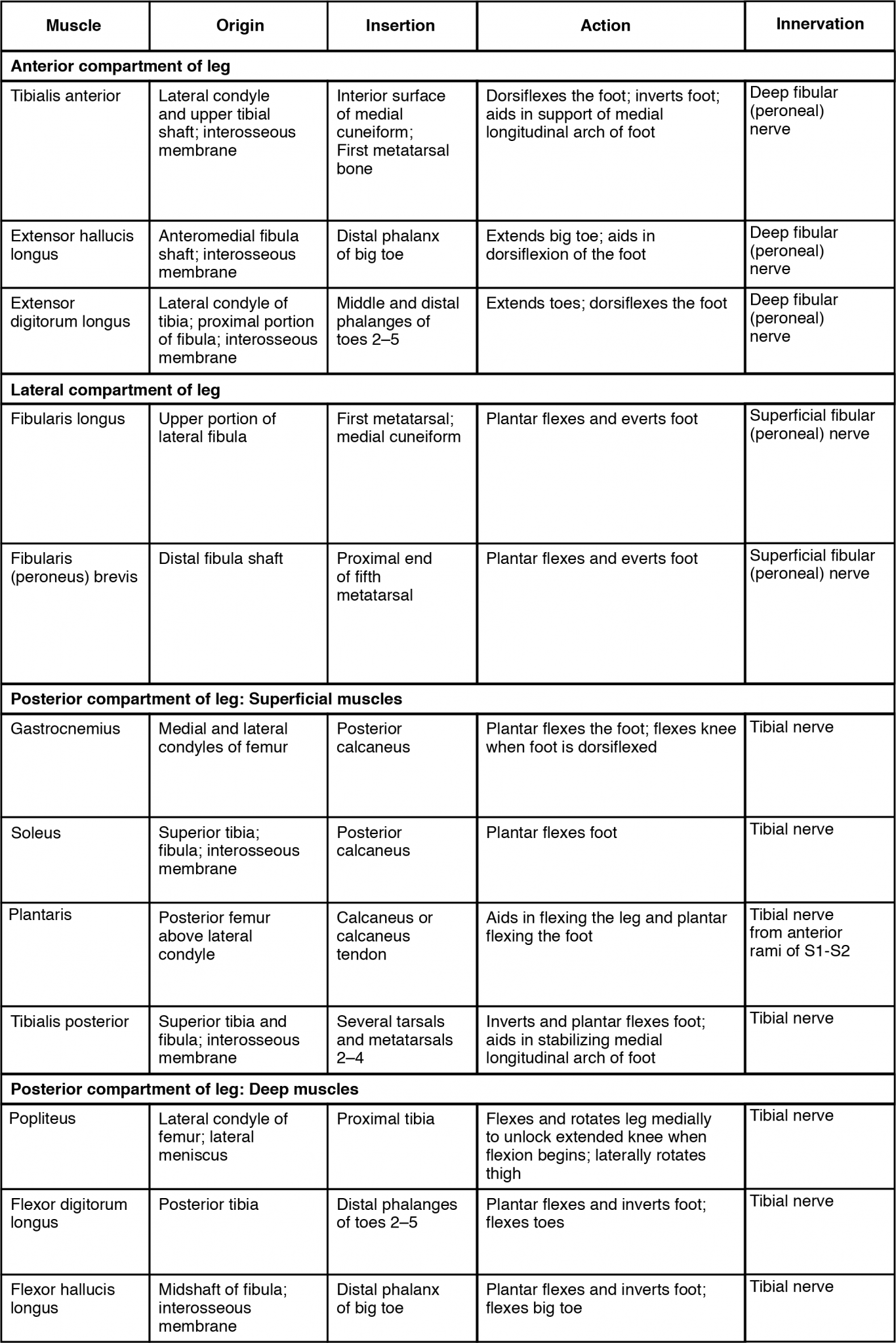 Muscles of the Lower Leg