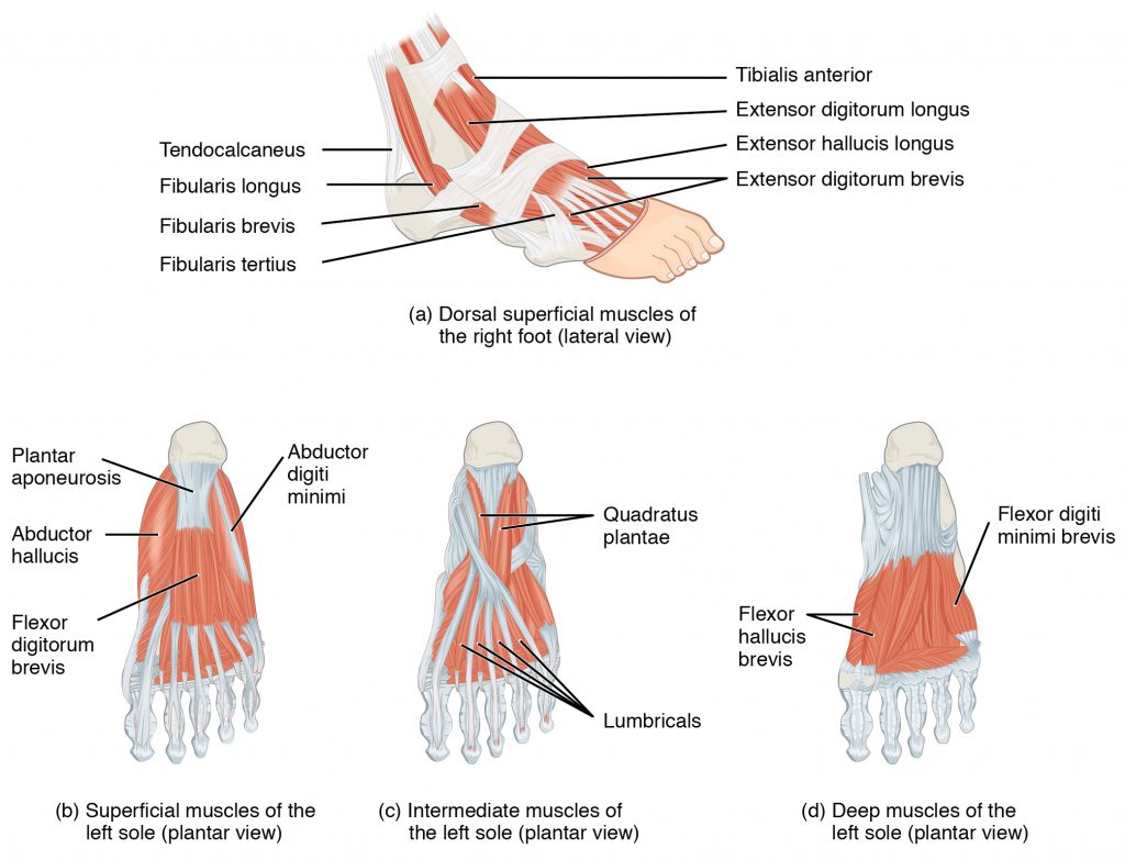 Intrinsic Muscles of the Foot