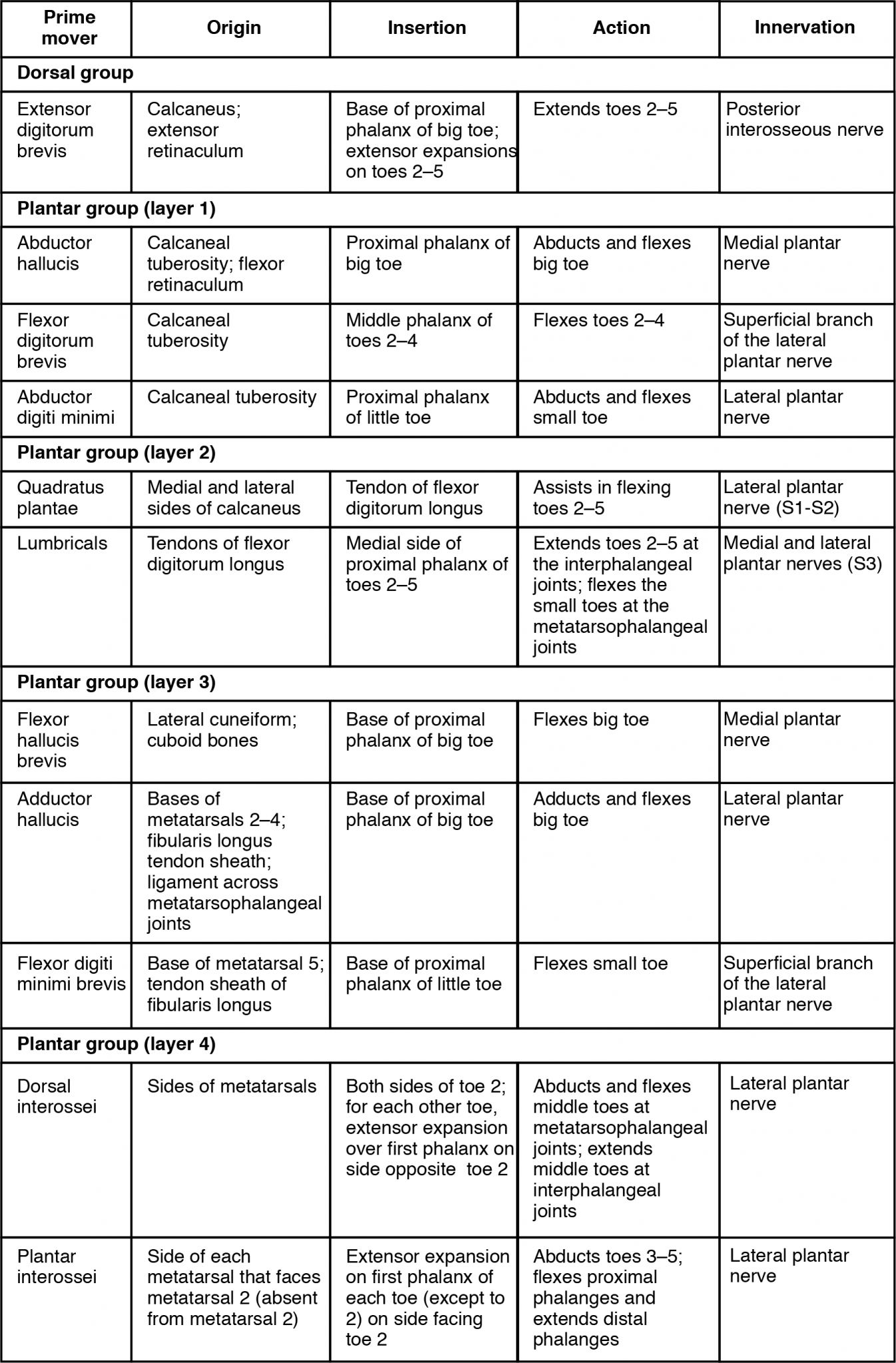 Intrinsic Muscles of the Foot