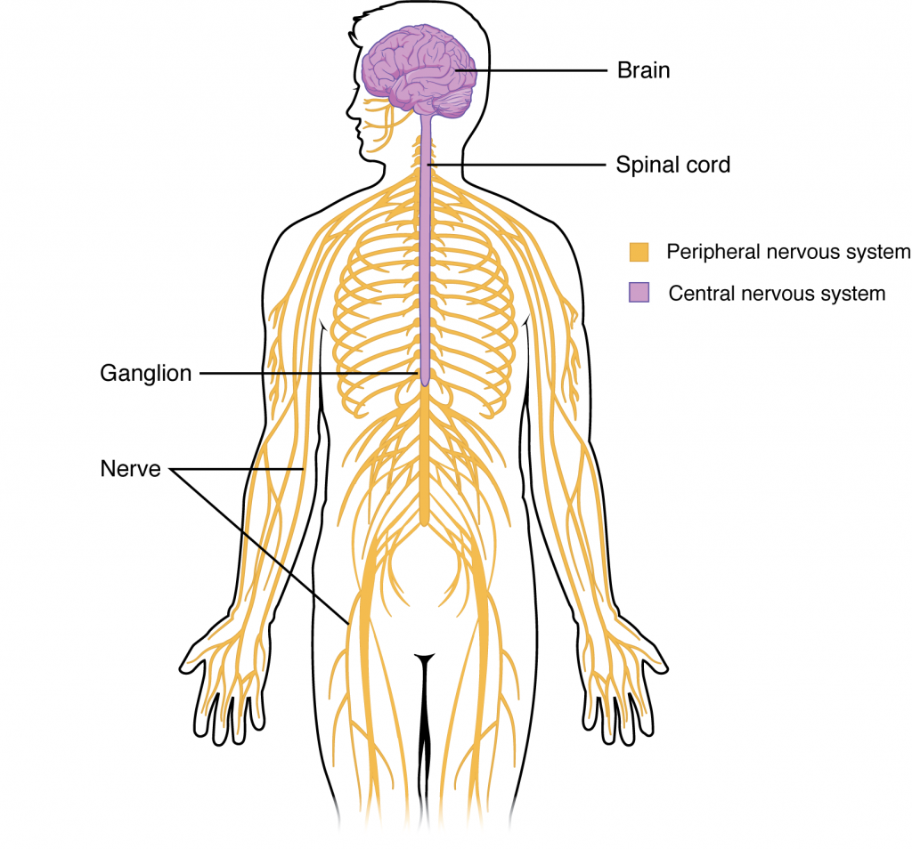Central and Peripheral Nervous System