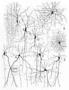 The variety of neuron shapes found in the brain