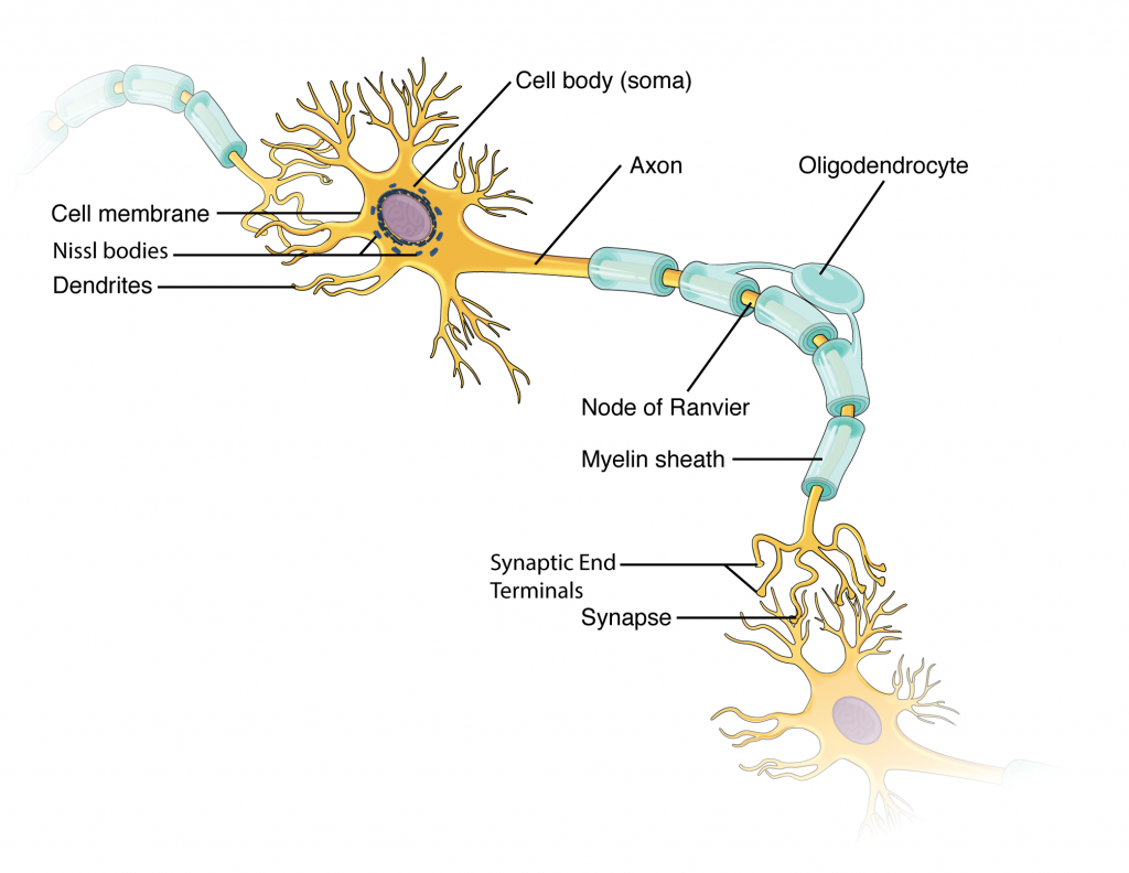 Parts of a Multipolar Neuron