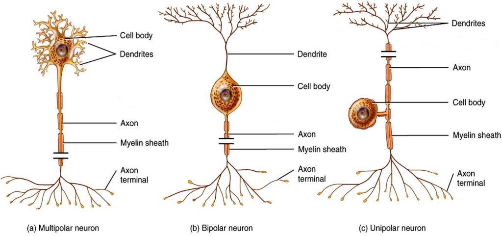 Neuron Classification by Shape