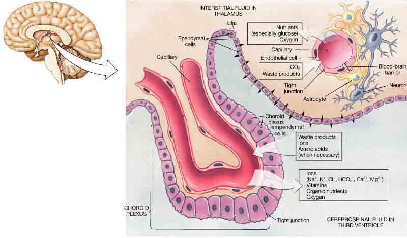Gial Cell Types by Location and Basic Functions