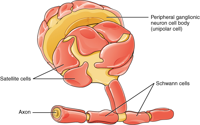 Glial Cells of the CNS