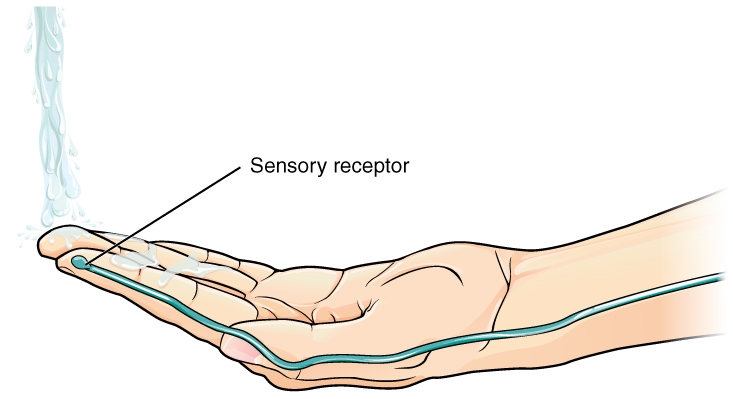 The Sensory Input