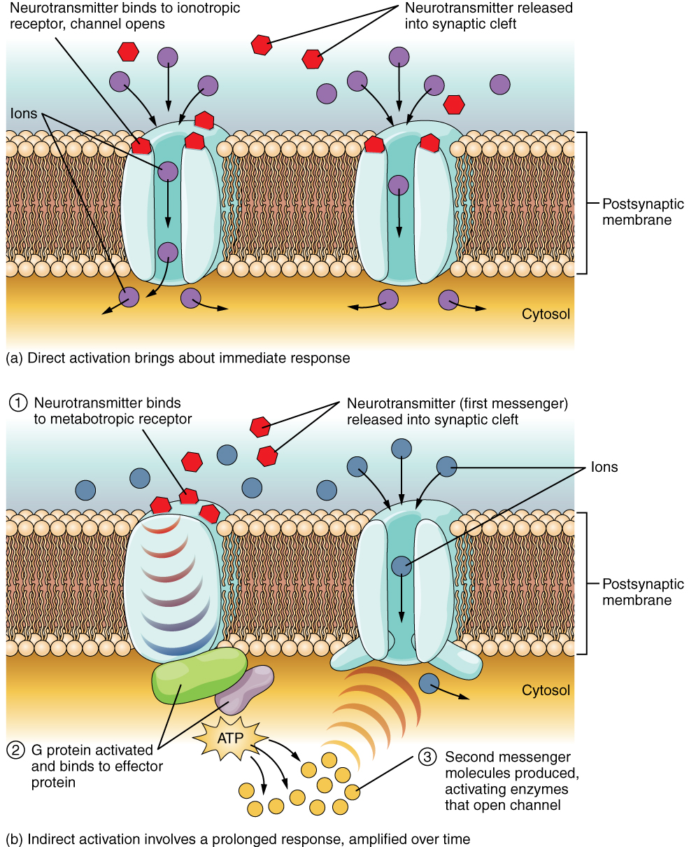 Receptor Types