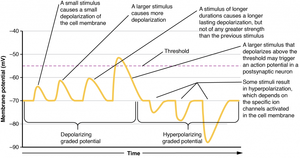 Graded Potentials