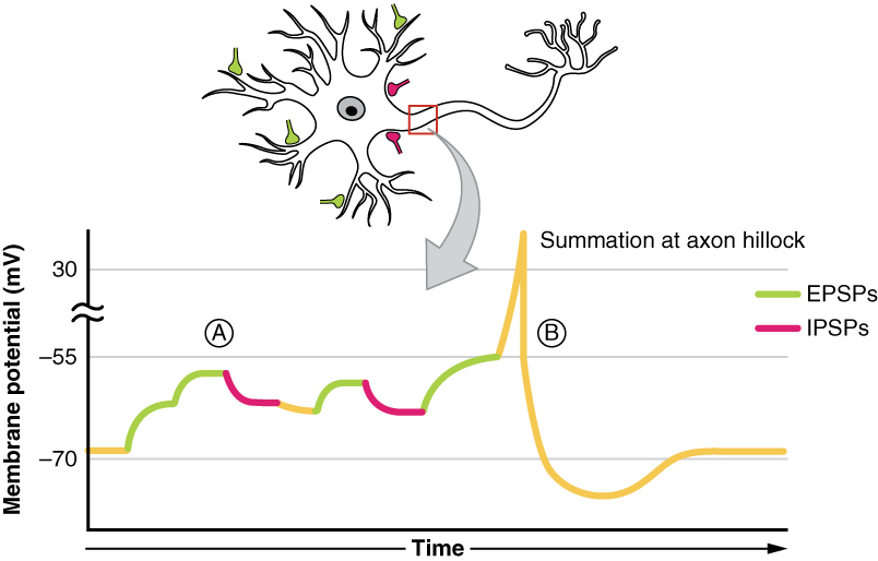 Postsynaptic Potential Summation