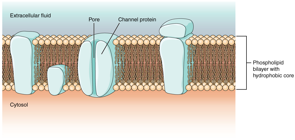 Cell Membrane and Transmembrane Proteins