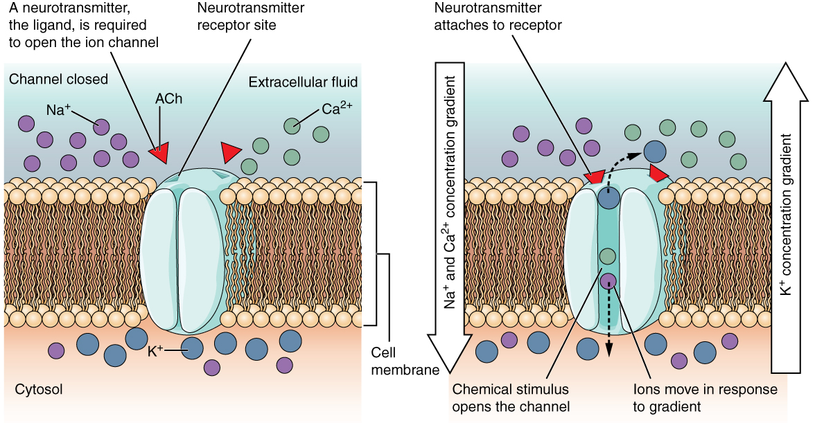 Ligand-Gated Channels