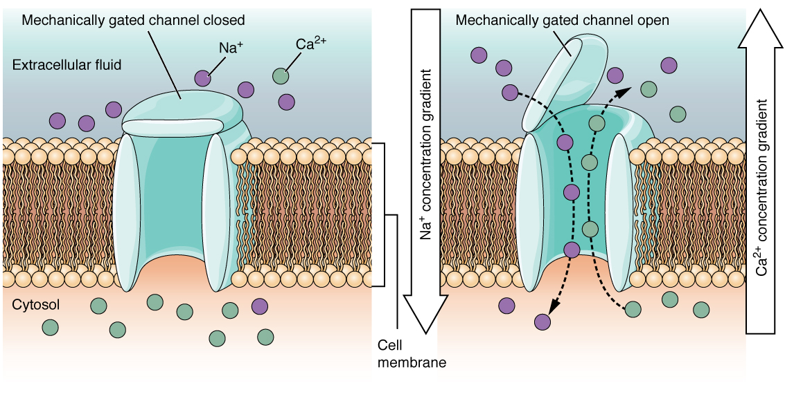 Mechanically-Gated Channels