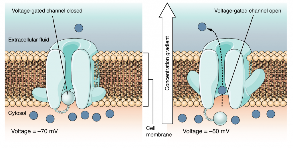 Voltage-Gated Channels